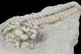 Bargain Hylodecrinus Crinoid Fossil - Crawfordsville, Indiana #68478-2